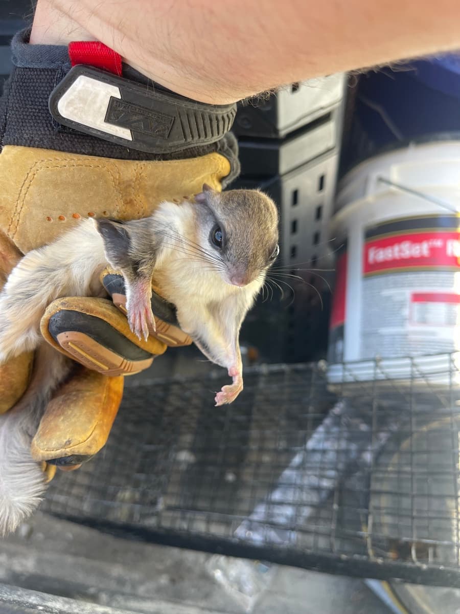 Careful, humane handling